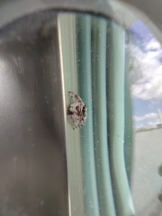 Phidippus bidentatus