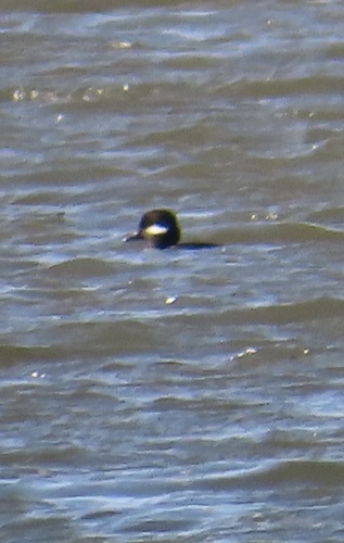 Bufflehead photographed in Iowa
