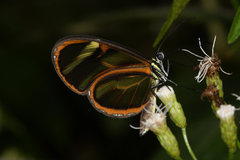 Pteronymia sao antisao