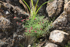 Lomatium hooveri