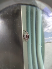 Phidippus bidentatus