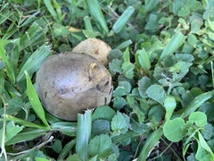 Basidiomycota