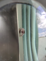 Phidippus bidentatus