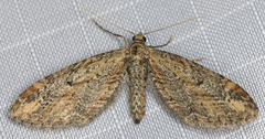 Eupithecia subapicata