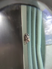 Phidippus bidentatus