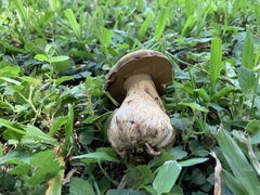 Basidiomycota