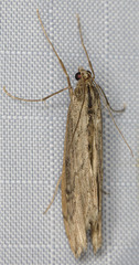 Evergestis angustalis