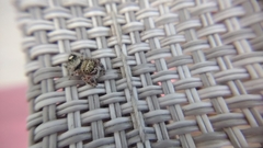 Phidippus bidentatus