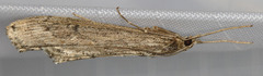 Evergestis angustalis