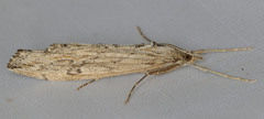 Evergestis angustalis