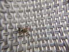 Phidippus bidentatus