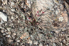Lomatium hooveri
