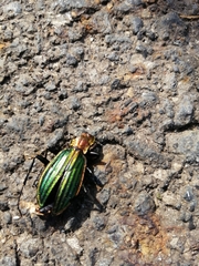 Carabus lineatus lateralis