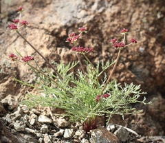 Lomatium hooveri
