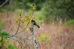 Pheucticus chrysogaster