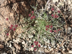 Lomatium hooveri