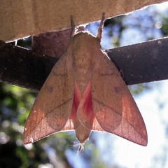 Adeloneivaia subangulata