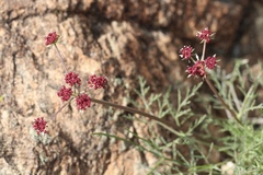 Lomatium hooveri