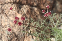Lomatium hooveri