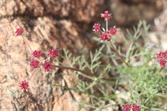 Lomatium hooveri