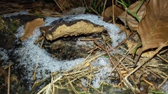 Phellinopsis conchata