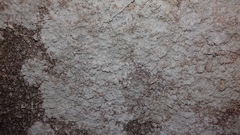 Varicellaria lactea
