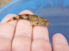 Cottus carolinae