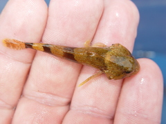 Cottus carolinae