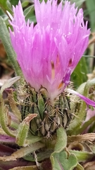Centaurea pullata