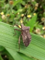 Camptischium