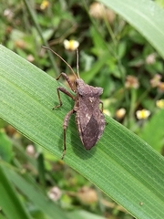 Camptischium