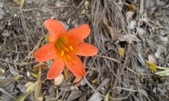Cyrtanthus galpinii