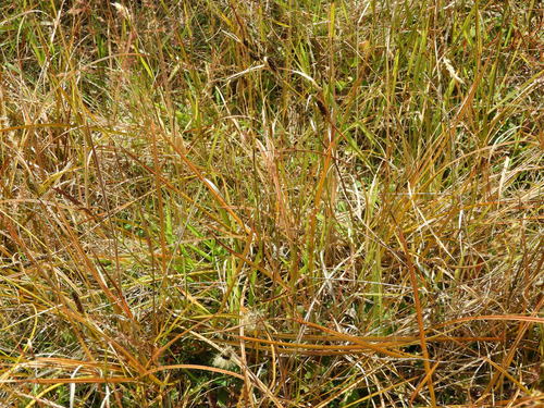 Image of Carex dallii by (c) Santiago Martín-Bravo, some rights reserved (CC BY)