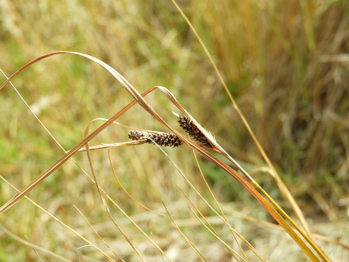 Image of Carex dallii by (c) Santiago Martín-Bravo, some rights reserved (CC BY)