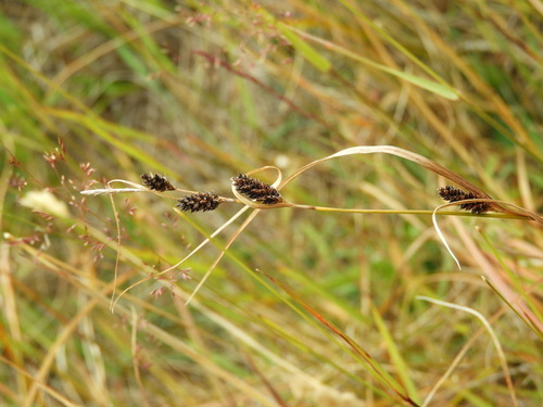 Dall's Sedge (Carex dallii)