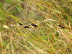 Dalli's sedge (Carex dallii)