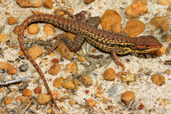 Ctenophorus isolepis