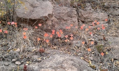 Cyrtanthus galpinii