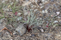 Lomatium hooveri