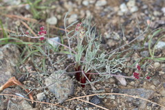 Lomatium hooveri