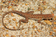 Ctenophorus isolepis