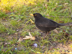 Turdus merula