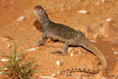 Central Netted Dragon photo 5