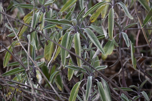 Salvia officinalis