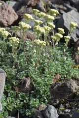 Artemisia glomerata