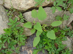 Xanthium orientale riparium