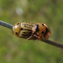 Gonioctena aegrota