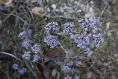 Ceanothus divergens