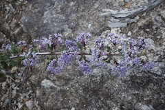 Ceanothus divergens