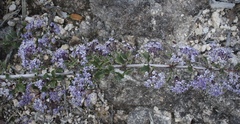 Ceanothus divergens